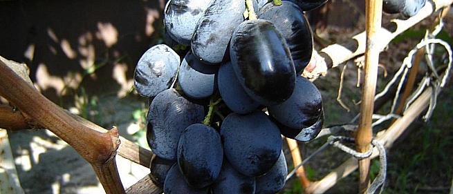 Очень ранний cорт винограда Орда от -Капелюшный В. У. фото id: 715867350