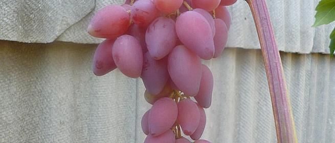 Очень ранний cорт винограда Акэло от -Гусев Сергей Эдуардович фото id: 1573332451