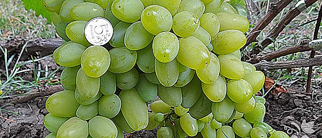 Очень ранний cорт винограда Бажена от Загорулько В. В. фото id: 580175859