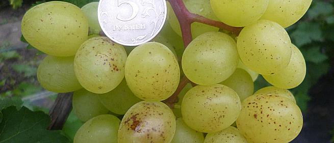 Очень ранний cорт винограда Цимус от -Кишмиши фото id: 464003689