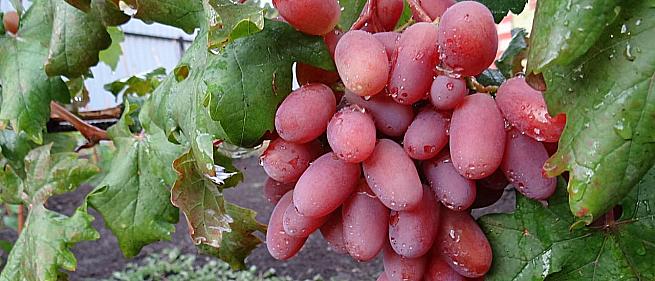 Очень ранний cорт винограда  Юлиан от -Капелюшный В. У. фото id: 868702441