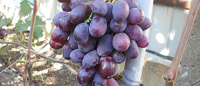 Средний cорт винограда Граф Монте Кристо от -Капелюшный В. У. фото id: 317382843