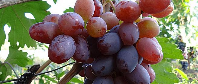 Раннесредний cорт винограда  Фавор от -Крайнов В. Н. фото id: 677914793