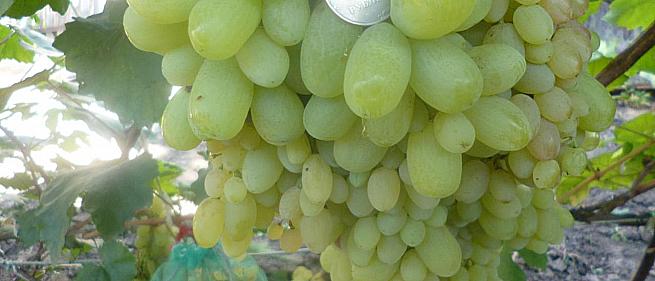 Очень ранний cорт винограда Гелиодор от -Кишмиши фото id: 642703469
