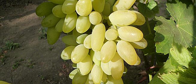 Очень ранний cорт винограда Голд Фингер от -Япония Китай фото id: 207111438