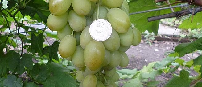 Ранний cорт винограда Иллария от -Загорулько В. В. фото id: 1147046006