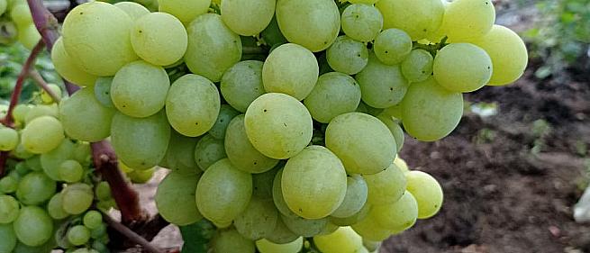 Ранний cорт винограда Милана от -Столовые сорта и ГФ фото id: 116859257