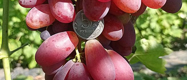 Ранний cорт винограда Гранатовая капля от -Столовые сорта и ГФ фото id: 332508111