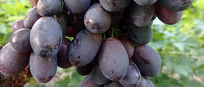Очень ранний cорт винограда Блюз от -Столовые сорта и ГФ фото id: 1930561261