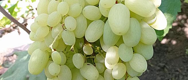 Очень ранний cорт винограда Гелиодор от -Кишмиши фото id: 1338844248