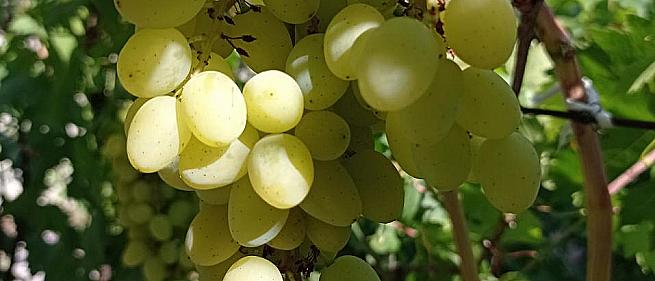 Очень ранний cорт винограда Алекс от -Кишмиши фото id: 711807754