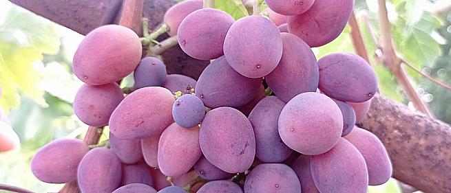 Очень ранний cорт винограда Велюр от -Криуля С.и Китайченко А. фото id: 1177594336