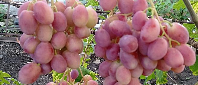 Очень ранний cорт винограда Зоренька от -Столовые сорта и ГФ фото id: 612745413