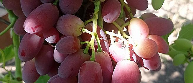 Ранний cорт винограда Борисфен от -Калугин В. М. фото id: 1493205874