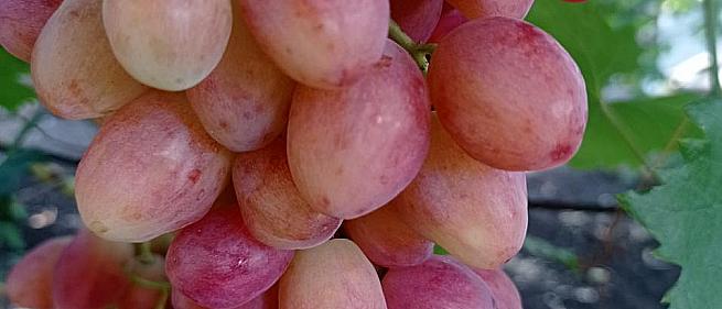 Ранний cорт винограда Дынька от -Пысанка О.М. фото id: 741169771