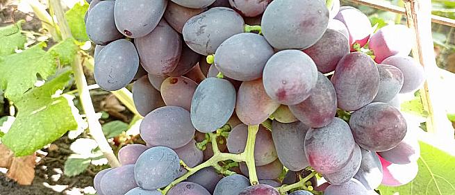 Очень ранний cорт винограда Краса Балок от -Столовые сорта и ГФ фото id: 889887432