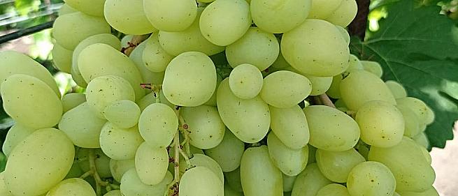 Очень ранний cорт винограда Бананас от -Пысанка О.М. фото id: 1241049993