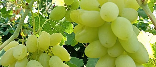 Очень ранний cорт винограда Байкал от -Столовые сорта и ГФ фото id: 1605567790