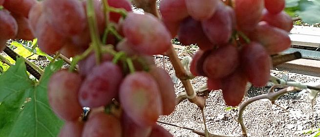 Очень ранний cорт винограда Массон от -Столовые сорта и ГФ фото id: 2143617002