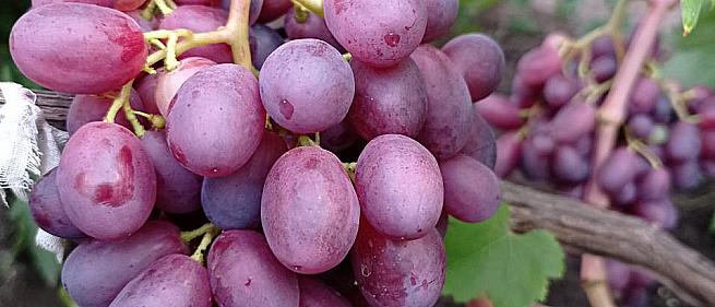 Очень ранний cорт винограда Рамина от -Бурдак А. В. фото id: 978509578