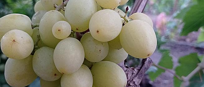 Ранний cорт винограда Милана от -Столовые сорта и ГФ фото id: 1289437854