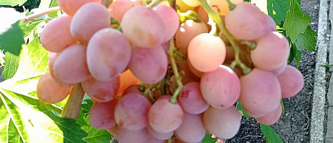 Очень ранний cорт винограда Румын от -Гусев Сергей Эдуардович фото id: 342853110