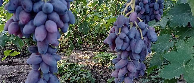 Очень ранний cорт винограда Подарок Беларуссии от -Калугин В. М. фото id: 1812862246