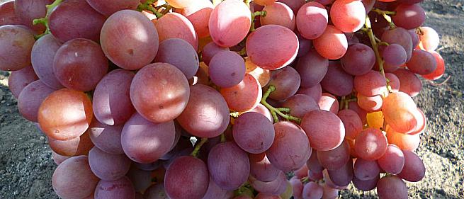 Фото №35 саженца черенка, винограда Ливия от Загорулько В. В.