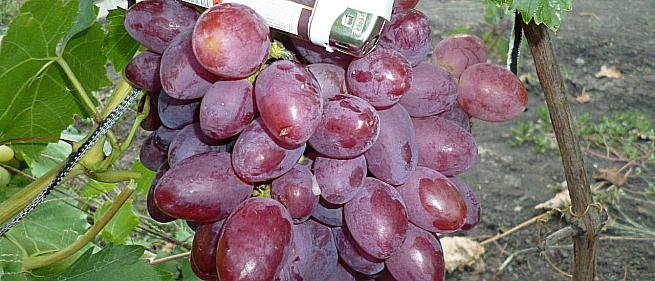 Ранний cорт винограда Прометей от -Загорулько В. В. фото id: 1939447303