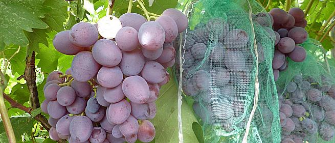 Ранний cорт винограда  Нинель от -Крайнов В. Н. фото id: 1255279155