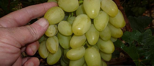 Очень ранний cорт винограда Лидер от -Гусев Сергей Эдуардович фото id: 477357013