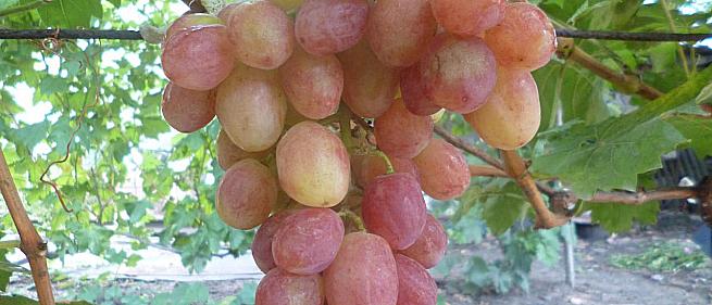 Ранний cорт винограда Дынька от -Пысанка О.М. фото id: 764108466