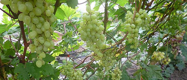 Очень ранний cорт винограда Соломия от -Кишмиши фото id: 396892390