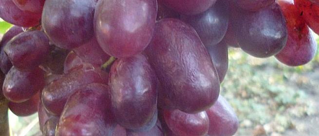 Очень ранний cорт винограда Рамина от -Бурдак А. В. фото id: 1140350864