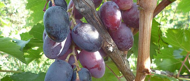 Ранний cорт винограда Императрица от -Калугин В. М. фото id: 1651567799