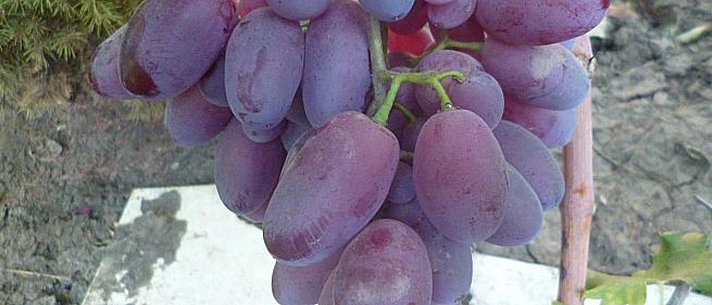 Раннесредний cорт винограда Торнадо от -Калугин В. М. фото id: 666312151