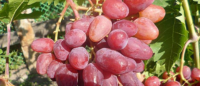 Очень ранний cорт винограда ЧЕРЕШНЕВЫЙ от -Пысанка О.М. фото id: 230160556