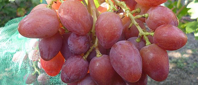 Очень ранний cорт винограда 21-28 от -Пысанка О.М. фото id: 607286773