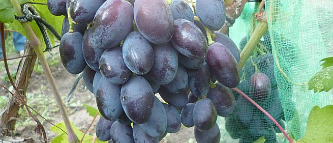 Ранний cорт винограда Каталония от -Бурдак А. В. фото id: 500294134
