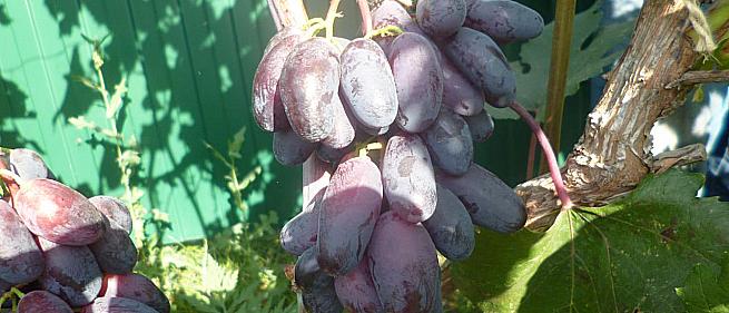 Очень ранний cорт винограда Натали от -Калугин В. М. фото id: 1830288155