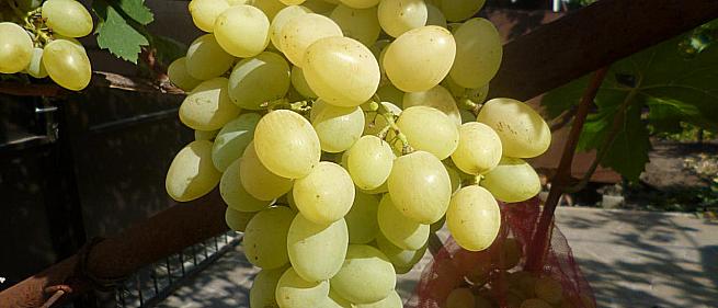 Очень ранний cорт винограда Лирика от -Столовые сорта и ГФ фото id: 1630341643