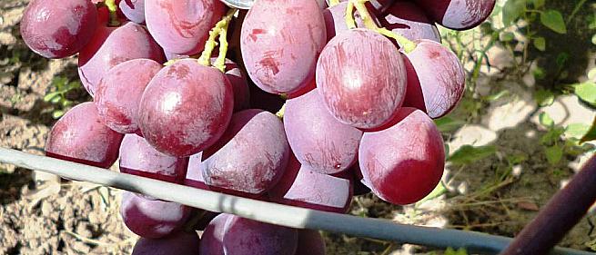 Очень ранний cорт винограда Воевода от -Литвинов Г. М. фото id: 1093713944