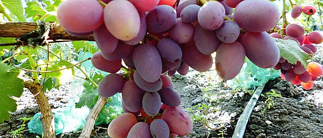 Сорта и гибридные формы винограда от Капелюшного В. У.