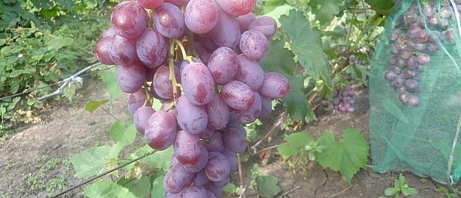 Очень ранний cорт винограда Вовчик от -Капелюшный В. У. фото id: 1917931628