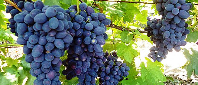 Очень ранний cорт винограда Забава от -Загорулько В. В. фото id: 1099926260