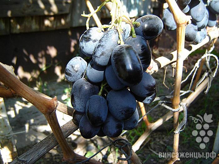 Очень ранний cорт винограда Орда от -Капелюшный В. У. фото id: 809338955