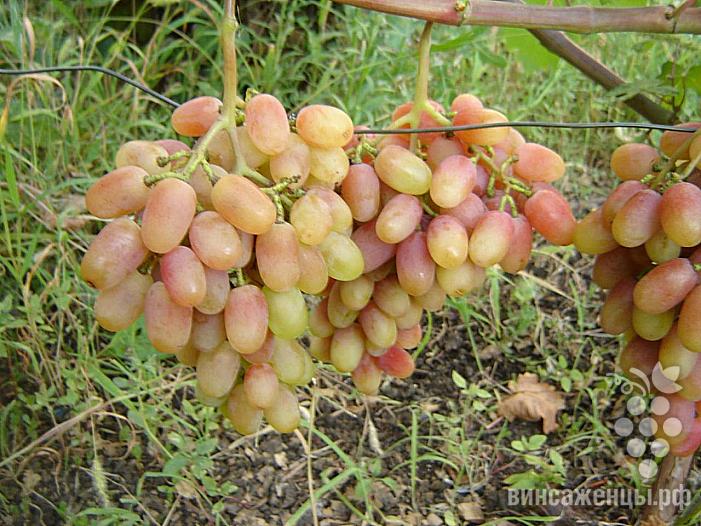 Очень ранний cорт винограда Николь от -Бурдак А. В. фото id: 2101385976