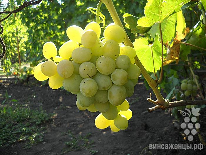 Раннесредний cорт винограда Эмигрант от -Бурдак А. В. фото id: 1331919436