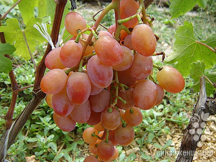 Ранний cорт винограда Эллис от -Карпушев А.В. фото id: 2028344302