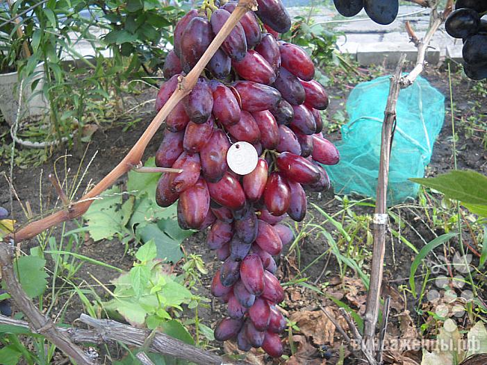 Ранний cорт винограда Ася от -Загорулько В. В. фото id: 786709030